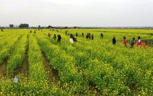 Cánh đồng 'hoa cải thanh niên' xứ Thanh hút khách