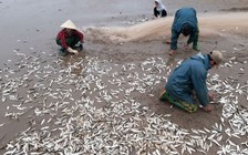 Ngư dân Thanh Hóa trúng đậm cá trích, 'bỏ túi' tiền triệu mỗi ngày
