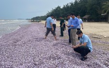 Hàng tấn vỏ ngao trôi dạt vào bờ biển Thanh Hóa
