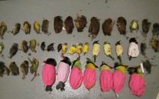 Mỹ bắt người buôn lậu chim quý từ Việt Nam