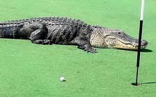 Bị cá sấu ngoạm tay, vẫn có thể tự lái xe cầu cứu