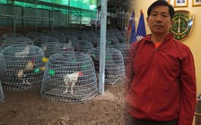 Cháu rể Thủ tướng Hun Sen bị bắt vì tổ chức đá gà độ
