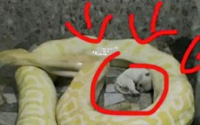 Vườn thú Trung Quốc cho trăn ăn chó con sống