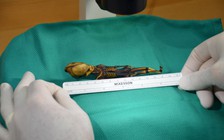 Bí ẩn ‘bộ xương người ngoài hành tinh’ được giải mã