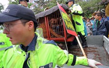 Người dân Hàn Quốc bỏ dần thói quen ăn thịt chó