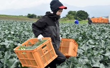 Thủ tướng Nhật chỉ đạo mở cửa đối với lao động phổ thông nước ngoài