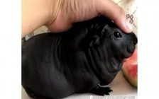 Mua chó để bầu bạn, bị lừa mua nhầm con dúi