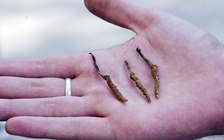 ‘Viagra thiên nhiên’ có nguy cơ biến mất do biến đổi khí hậu