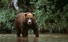 Thiếu niên 15 tuổi hy sinh cứu em bị gấu tấn công