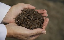 Người chết có thể 'hóa thân' thành cây cối?