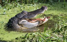 Rắn nước đối đầu cá sấu trong cuộc chiến sinh tồn khốc liệt