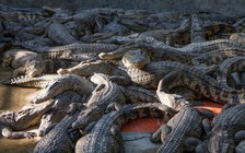 Bé gái 2 tuổi mất mạng trong khu nuôi cá sấu ở Campuchia