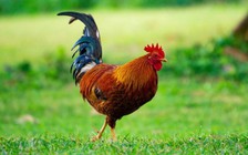 Bị gà trống mổ, bà cụ nhặt trứng tử vong