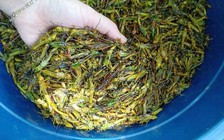 Ăn côn trùng tốt cho môi trường hơn ăn chay dùng sản phẩm từ sữa