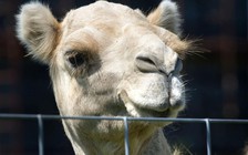 Bị đè, người phụ nữ cắn ‘chỗ hiểm’ của lạc đà để thoát thân