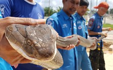 Bắt rắn hổ mang chúa dài hơn 4 m trong cống