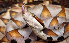 Tự chặt ngón tay vì bị rắn cắn, đến bệnh viện bác sĩ nói không cần thiết