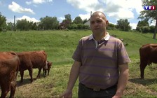 Bị phạt vì nuôi bò bốc mùi hôi sang nhà hàng xóm