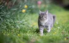 Mèo nuôi tiêu diệt hơn 230 triệu động vật hằng năm ở Úc