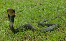 Người đàn ông Ấn Độ dùng rắn hổ mang sát hại vợ sau lần giết hụt