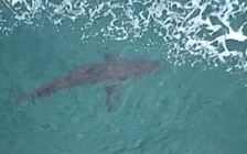 Cắn người lướt sóng thiệt mạng, cá mập 3m vẫn tiếp tục lượn lờ gần bờ