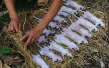 Nghiên cứu tại Việt Nam: ăn thịt chuột đồng, tê tê làm tăng nguy cơ nhiễm Corona