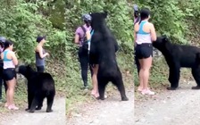 Vì sao chú gấu thân thiện với du khách lại bị thiến?