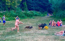 Heo rừng bị dọa giết sau vụ lấy trộm laptop của người khỏa thân