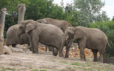 Vì sao vườn thú ở Ba Lan cho voi dùng cần sa?