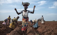 40% các loài thực vật trên thế giới có nguy cơ tuyệt chủng