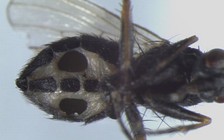 Phát hiện nấm ăn thịt biến ruồi thành xác sống, cơ thể mọc đầy ‘tên lửa’