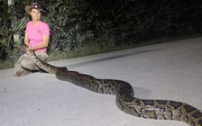 Mỹ nghiên cứu biến trăn thành 'mồi nhậu' để giải quyết xâm hại môi trường