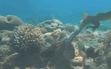 Bạch tuộc tung đòn đấm lũ cá chỉ vì... thấy ghét