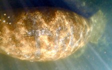 Mỹ truy tìm kẻ khắc chữ ‘Trump’ lên lưng lợn biển