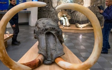 Nga nghiên cứu những virus tiền sử trong lớp băng vĩnh cửu