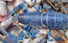 Bắt được tôm hùm xanh cực hiếm, 2 triệu con mới có 1 ở Scotland