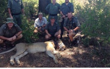 Giải cứu sư tử vướng thòng lọng