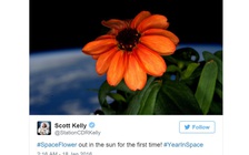 Hoa bách nhật 13 cánh nở trên ISS