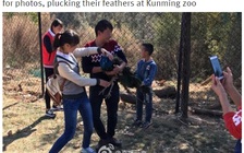 Sốc chuyện khách tham quan bắt công để chụp ảnh, nhổ lông