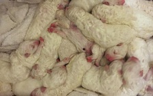 Một con chó chăn cừu sinh 17 chó con