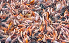 Ăn cá nuôi hay cá hoang dã tốt hơn?