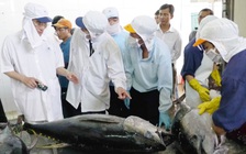 Cá ngừ đại dương Việt Nam được đánh giá cao ở Nhật