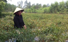 Phập phù giá ớt