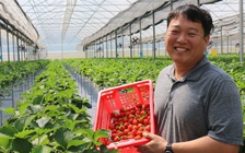 Trang trại dâu tây Hàn Quốc giữa đại ngàn