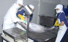 Xuất khẩu cá ngừ sang Trung Quốc tăng 253%