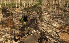 Campuchia nâng diện tích rừng phòng hộ