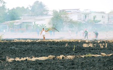 Đốt rơm bắt chuột, cả khu dân cư hoảng loạn