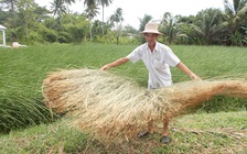 Bí quyết làm giàu: Trồng cây lác vùng nước mặn