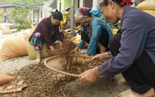 Ngăn chặn dược liệu rác: Phải sớm kiểm soát chất lượng dược liệu