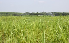 Tìm cây chống hạn cho đất miền Trung